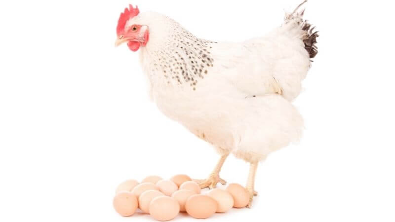 ニワトリと卵