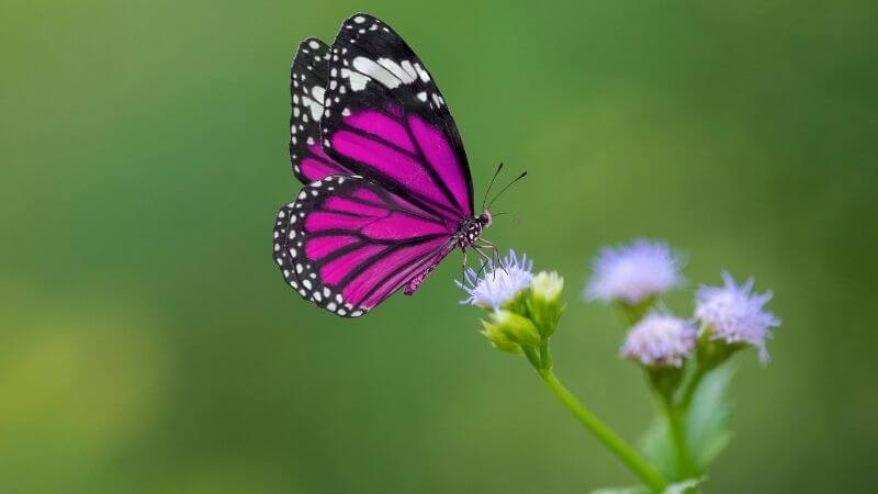あざみの花に止まるピンクの蝶
