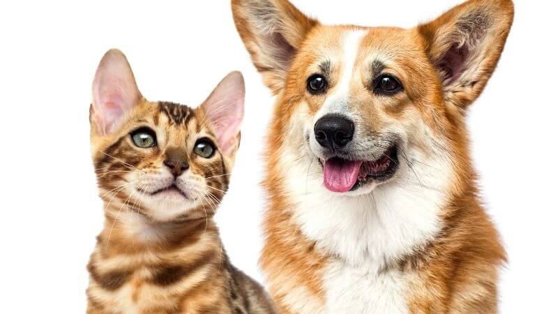 【NHK子ども科学電話相談】動物に利き手はあるのか？現在調査中。猫と犬