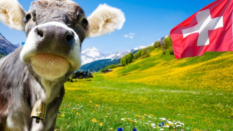 ある日森の中、放牧牛に出会ったら…：注意すべき６つの心得