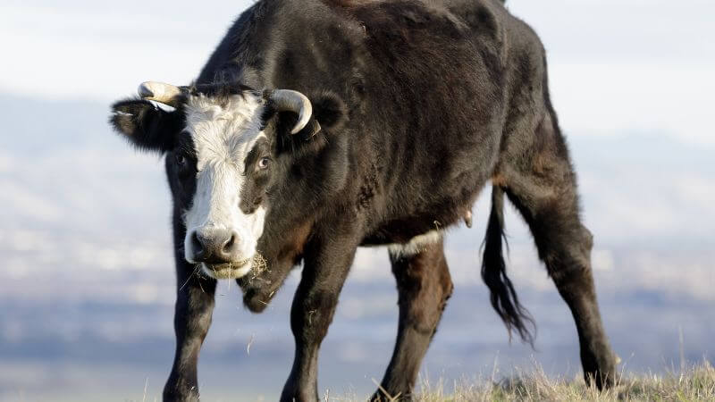 放牧牛が攻撃する姿勢を見せたら、どうする？効果的な対応策３つ