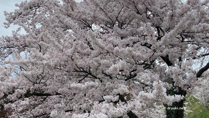 ベルン・バラ公園の桜ソメイヨシノ