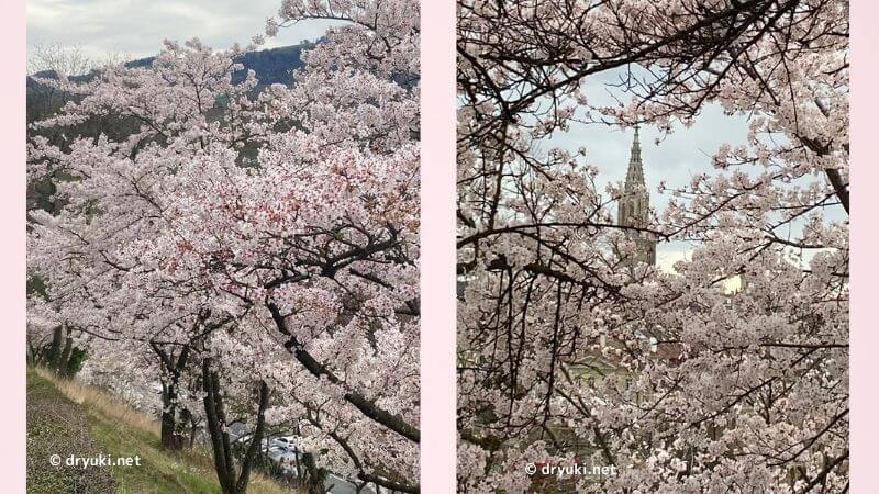 【スイス・ベルン観光】バラ公園は日本人が寄贈した桜の名所