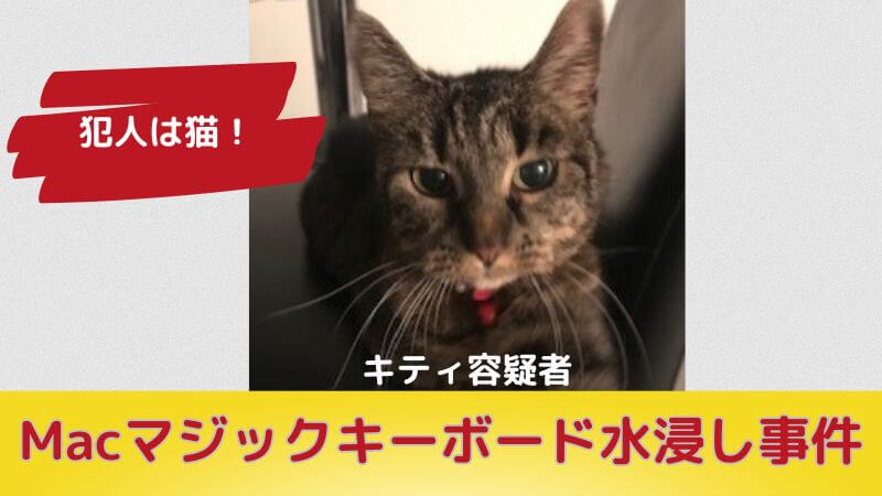 【犯人は猫】「マジックキーボード水浸し事件」〜無事復活までの手順