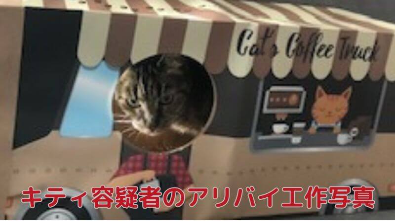 キティ容疑者猫のアリバイ工作写真